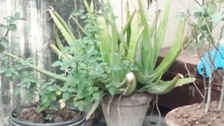 Home gardening