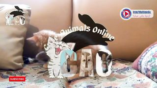 One and see cute cats, monkeys, parrots and dogs