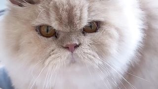 Male cat wants attention on febspot