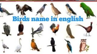 Birds name in english and urdu