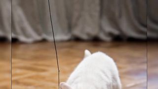 creative cats