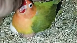 Lovebirds breeding