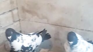 My pigeons
