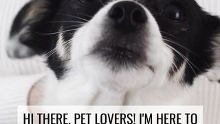 How to make the perfect food diet for your pet animal? #pets #petsfood