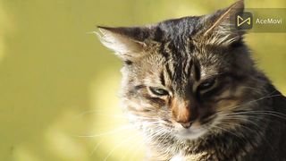 New funny dogs and cats /funny cat videos/funny animal videos/cute animal2023