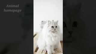 Cute Cat