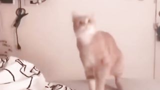 Amazing Cute Cats????Viral Funny Fail Moments Clips