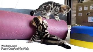 Top Funny Cats and Kittens Playing, Dancing Epic Compilation