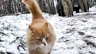 Cat leads the group of the ukrainian soldiers to briefing