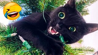 Funniest Animals 2023  And Cats ???? Videos