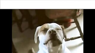 Dog and cat fight | ????Funny Cat & dog Fi????ght|