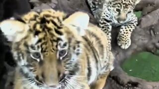 Big Cats