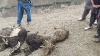 Goats Death in Foljo