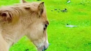 Natural beauty of Swat Malam jabba