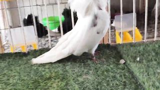 Jacobian pigeon