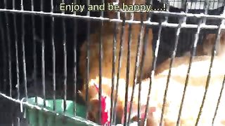 Bird Market Karachi | Birds And Animals | Wonderful Animals |#world007