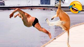 Funny Animals Video - Best Cats???? and Dogs???? Videos of the Month 2023