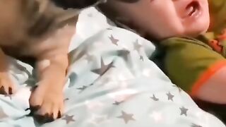 funny doge