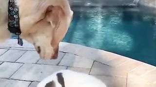 Funny dog