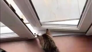 Wee Meme TikTok Compilation Try not to laugh ❄️WEE❄️ Funny Animal TikTok Trend #shorts