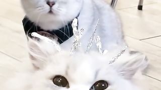 Cat funny faces