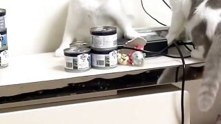 Funny cats