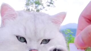 Netting shoe for pet Cat on febspot
