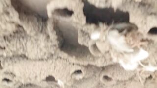 Unique nest  vlog