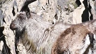 Animals