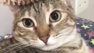 Ramdam Fun Cat