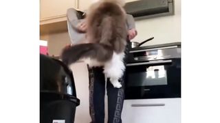 Hey Catu, you are not a Kitten any more