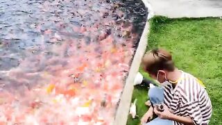 beautiful fish