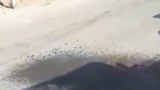 Dangerous bull