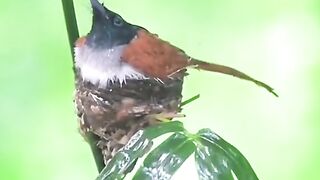 Natural video