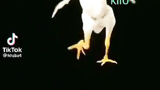 Chicken dance