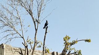 Real voice of Birds Chirping ????????????????????