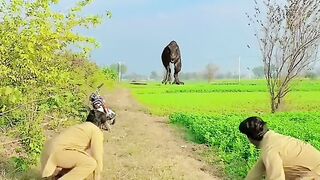 MAGIC DINOSAUR-2