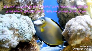 Hadees