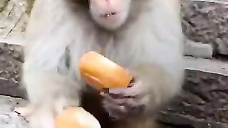 Funny Monkey video