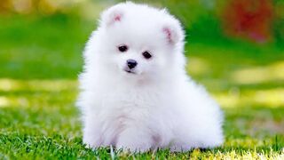 Love pets, love your pets,