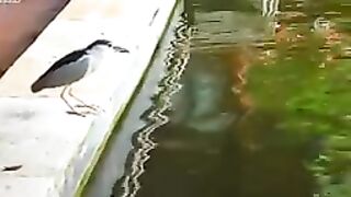 Bird fishing