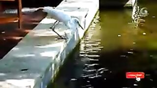 Bird fishing