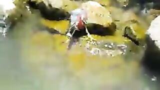 Bird hunting fish
