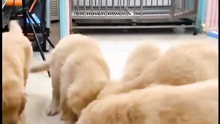 Смешные видео с собаками