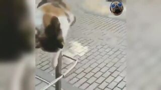 Смешная подборка видео с кошками и собаками