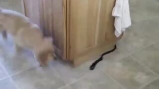 Прикольные видео приколы с кошками и собаками