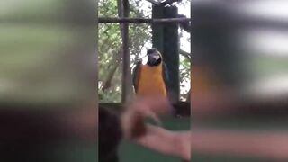 Смешные прикольные видео с кошками и собаками