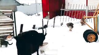 прикол с животными,юмор