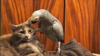 Parrots Annoying Cats Compilation