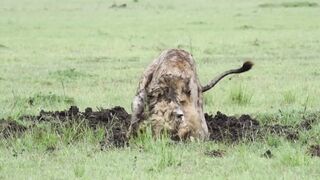 Lion Digs Up and Kills Warthog, Lion Pride attacked